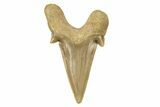 Fossil Shark Tooth (Otodus) - Morocco #259902-1